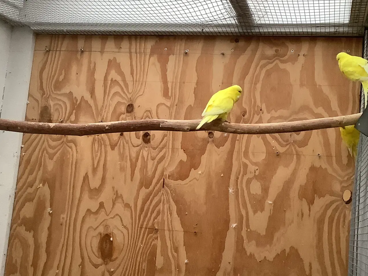 Billede 2 - 3,1 engelske undulater + 1 hvid med røde øjne