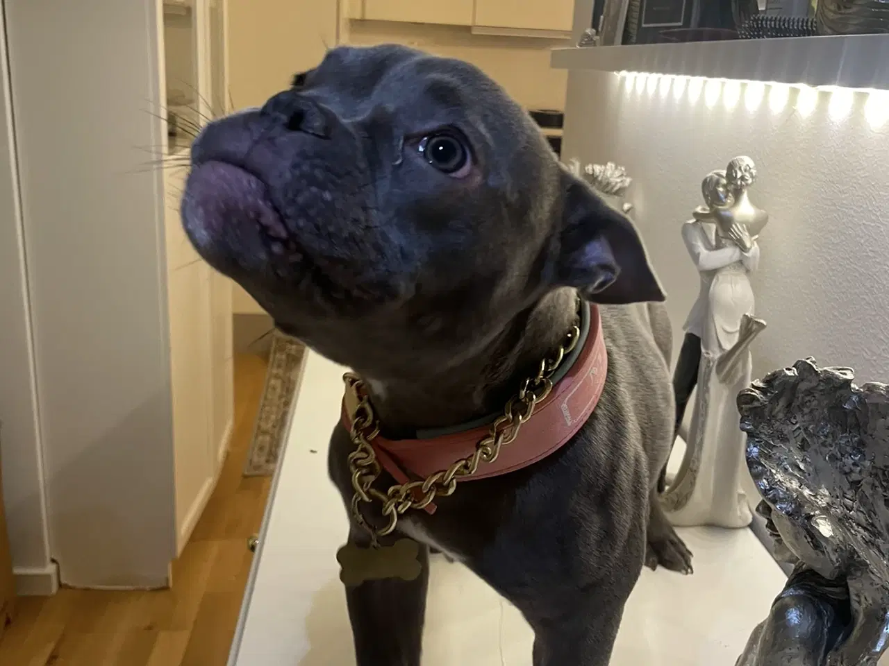 Billede 4 - American Bully Micro