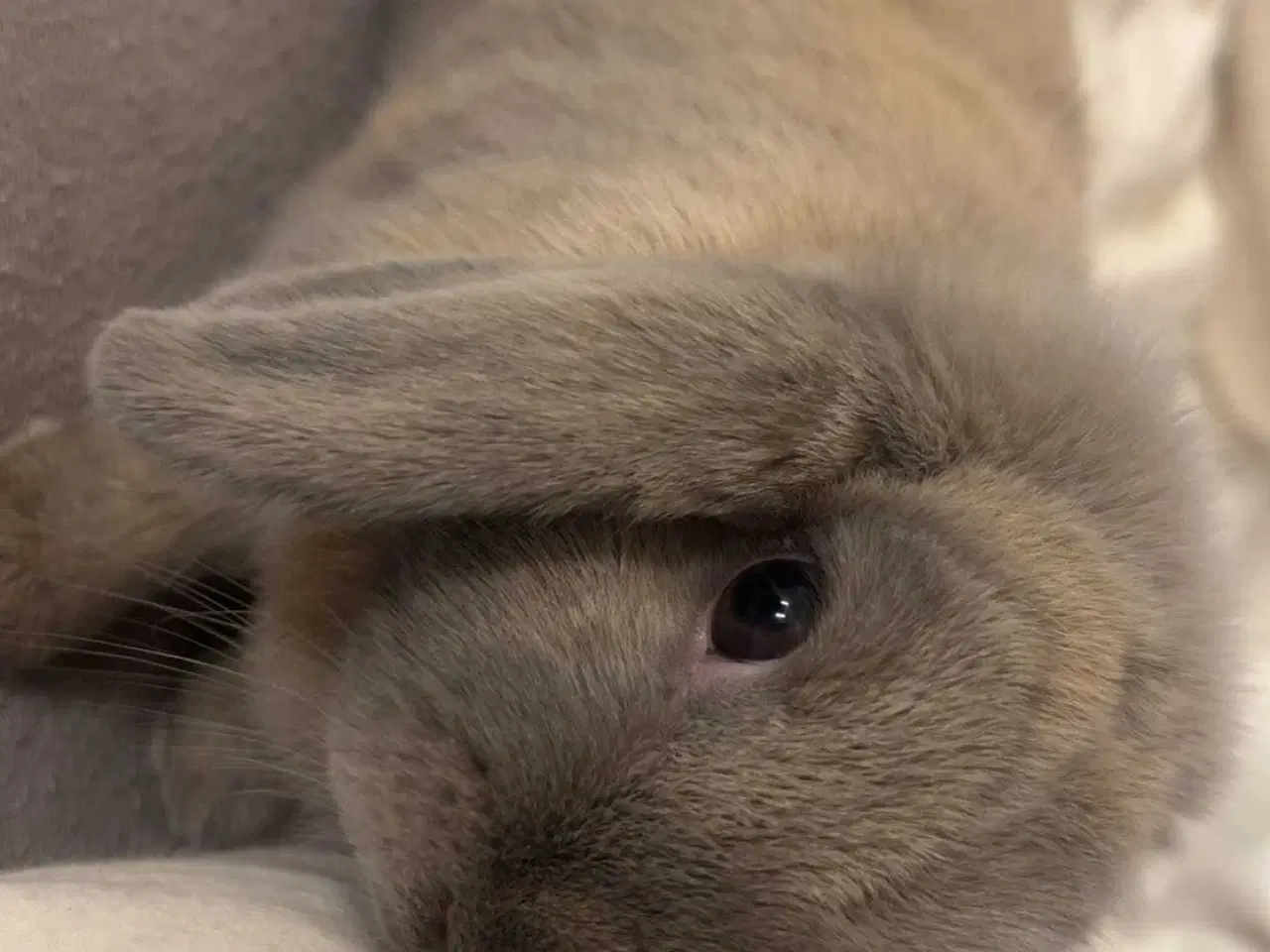Billede 3 - Kanin med bur