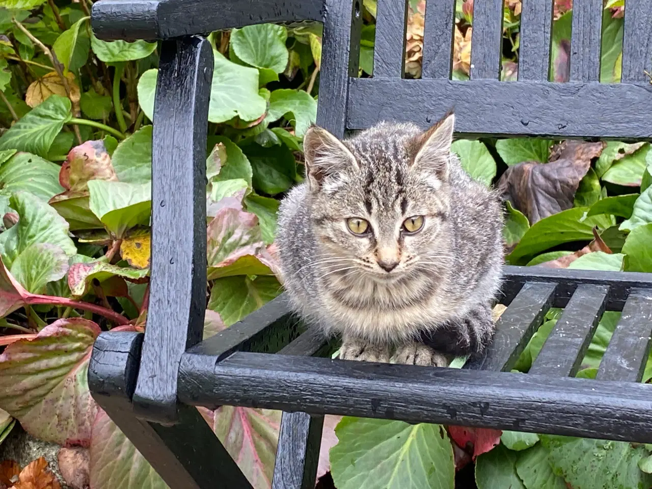 Billede 3 - Super søde kattekillinger.