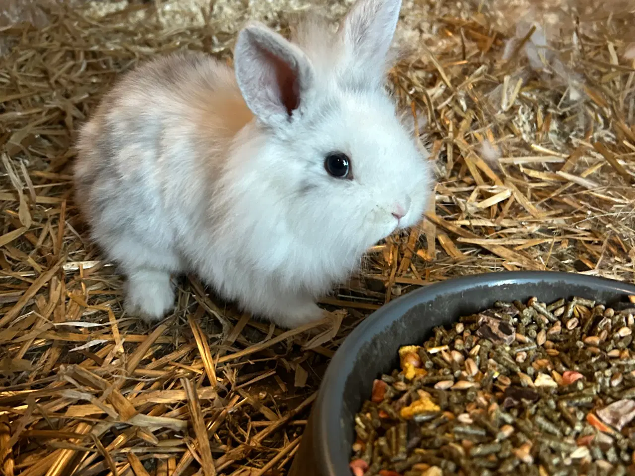 Billede 1 - Hankanin på 8uger søger nyt hjem