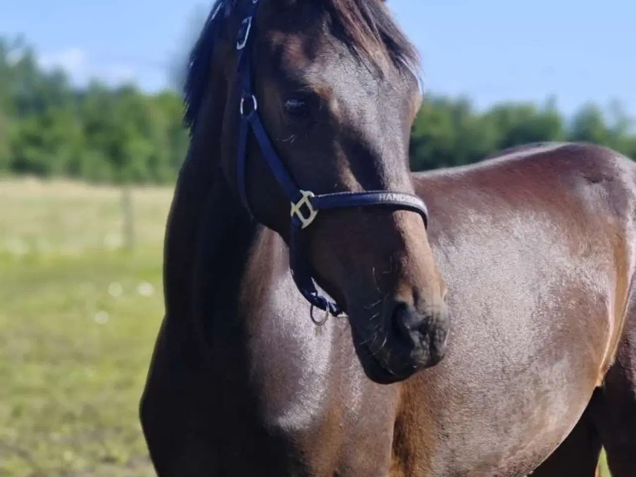 Billede 9 - Lille 4 års DV vallak 