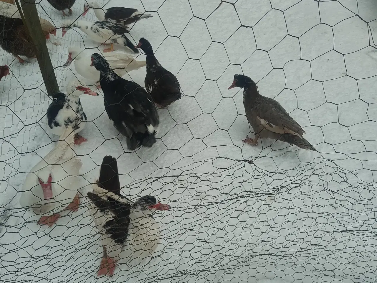 Billede 1 - Moskus ænder sælges 