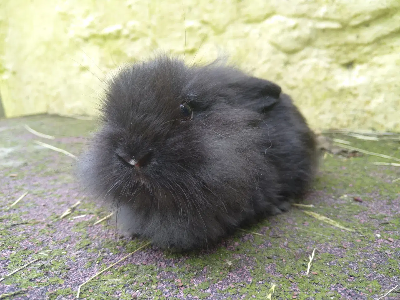Billede 8 - Mini Lop & Mini Lop Løvehoved unger 27/09