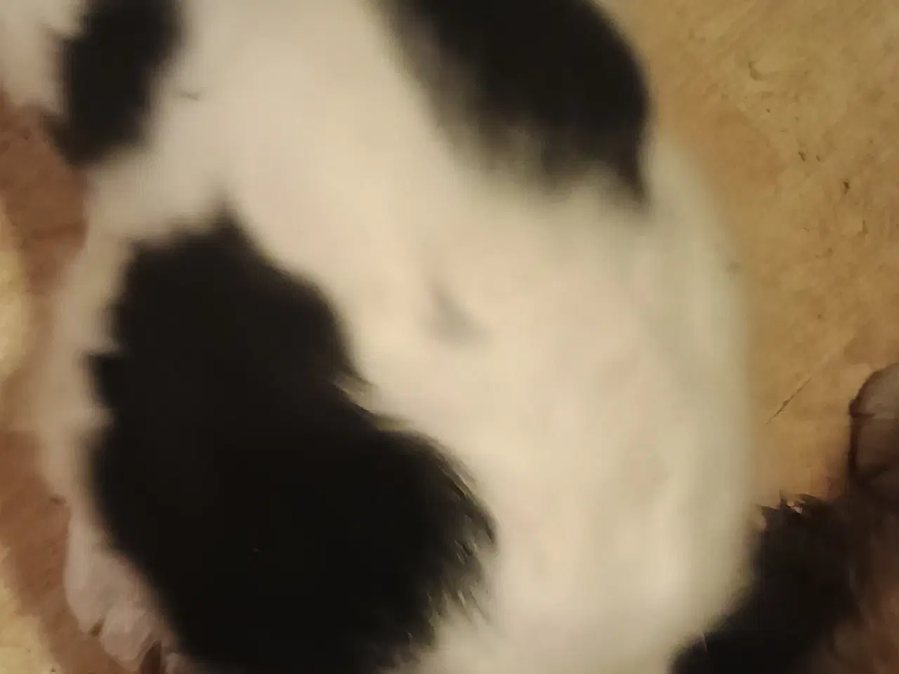 Billede 5 - Cocker Spaniel/Berner Sennen Is.Fårehund