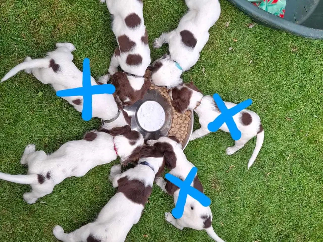 Billede 3 - Springer Spaniel hvalpe