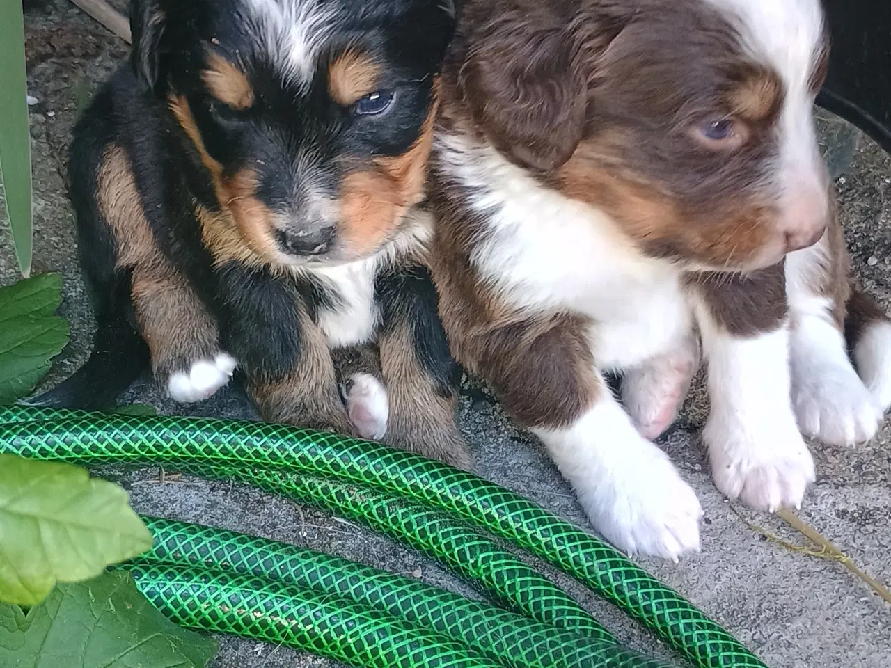 Billede 14 - "Mini Berner Sennen"