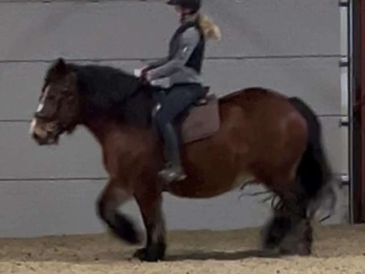 Billede 3 - Mor og datter hest