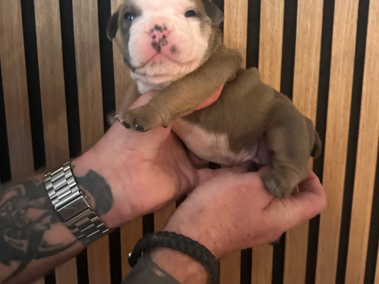 Billede 14 - English bulldog