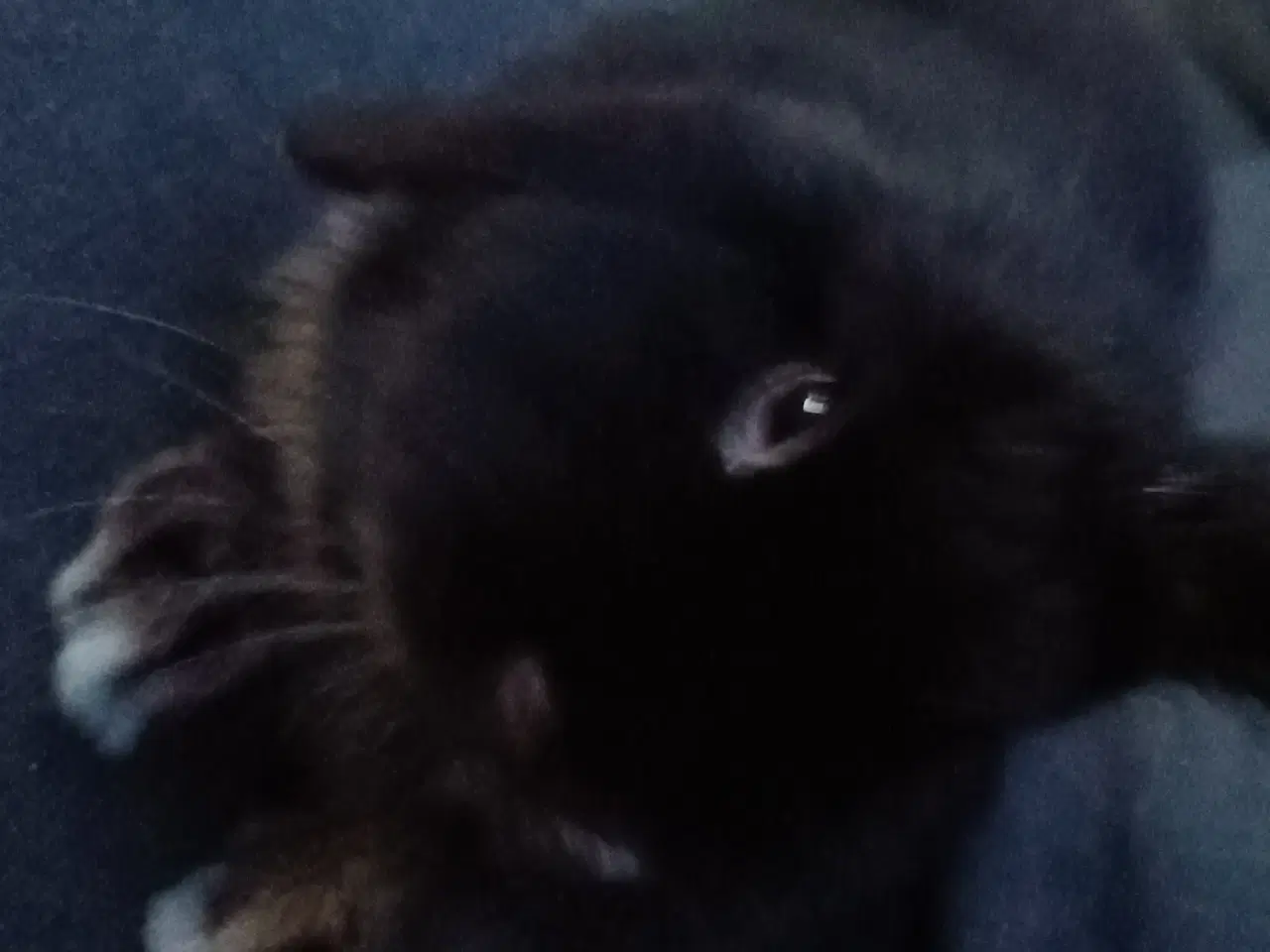 Billede 4 - Sød kanin gives væk