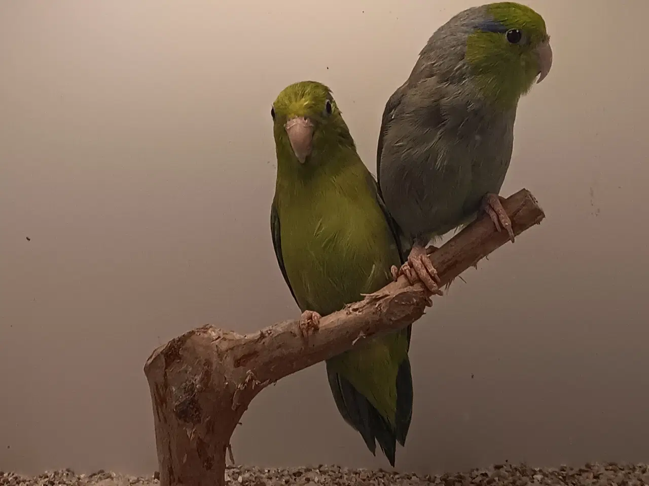 Billede 4 - 1,1 lessonspuvepapegøjer I grøn. 