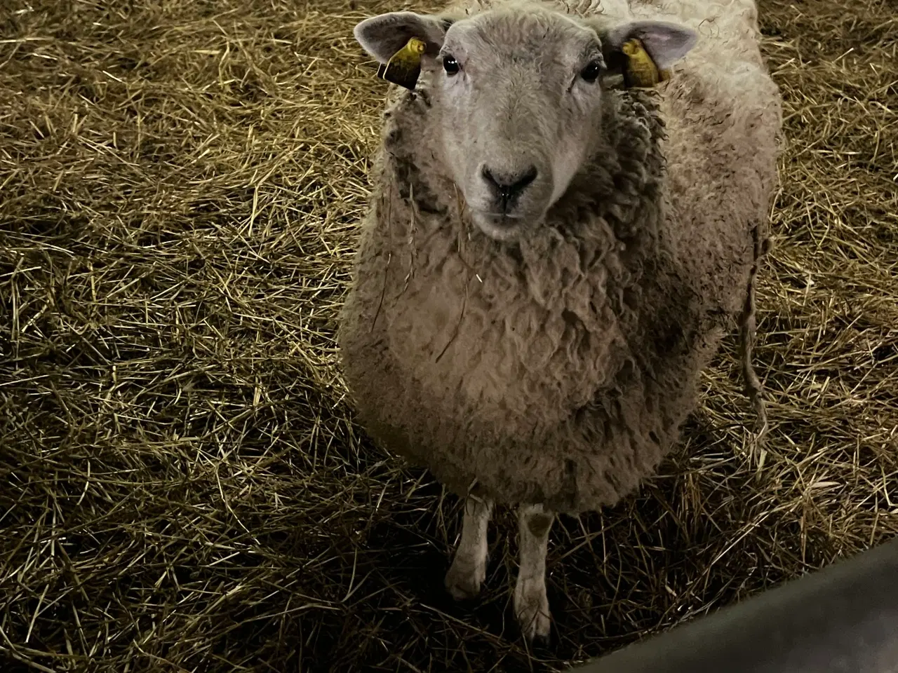 Billede 3 - Ilemmet får