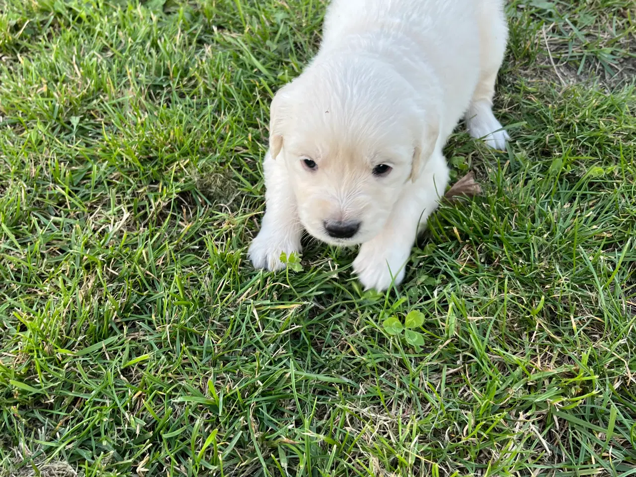 Billede 6 - Golden Retriever hvalpe