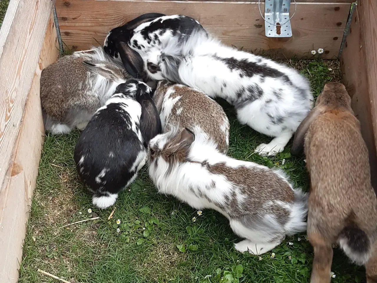 Billede 7 - Kaniner