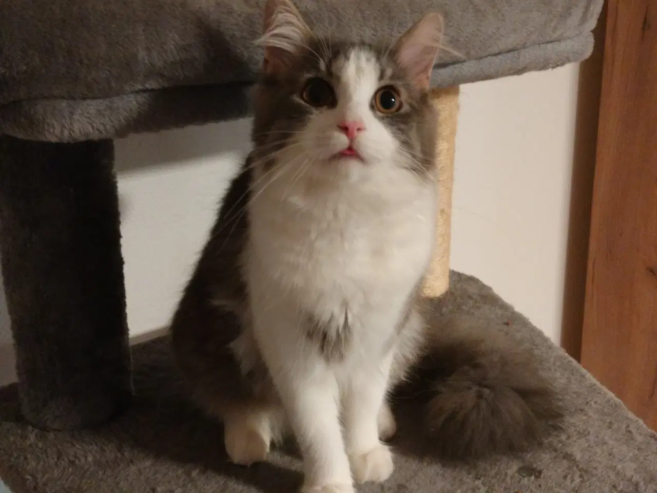 Billede 1 - 1 års han Maine coon ved navn Lucifer.