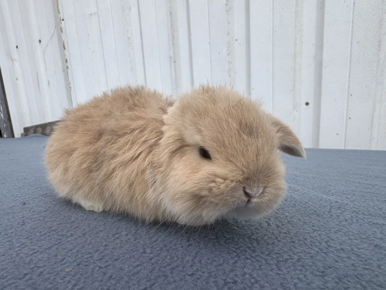 Billede 1 - Dværgvædder hunkanin