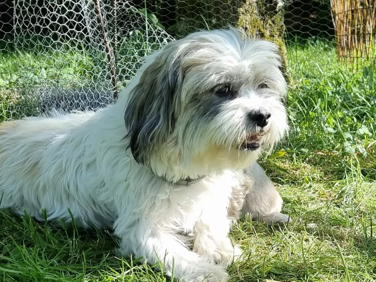 Billede 5 - Boomer/Puddel hvalpe