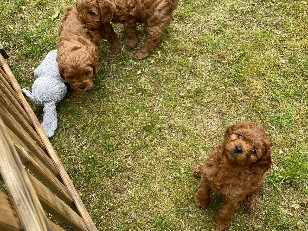 Billede 3 - Cavapoo babyer