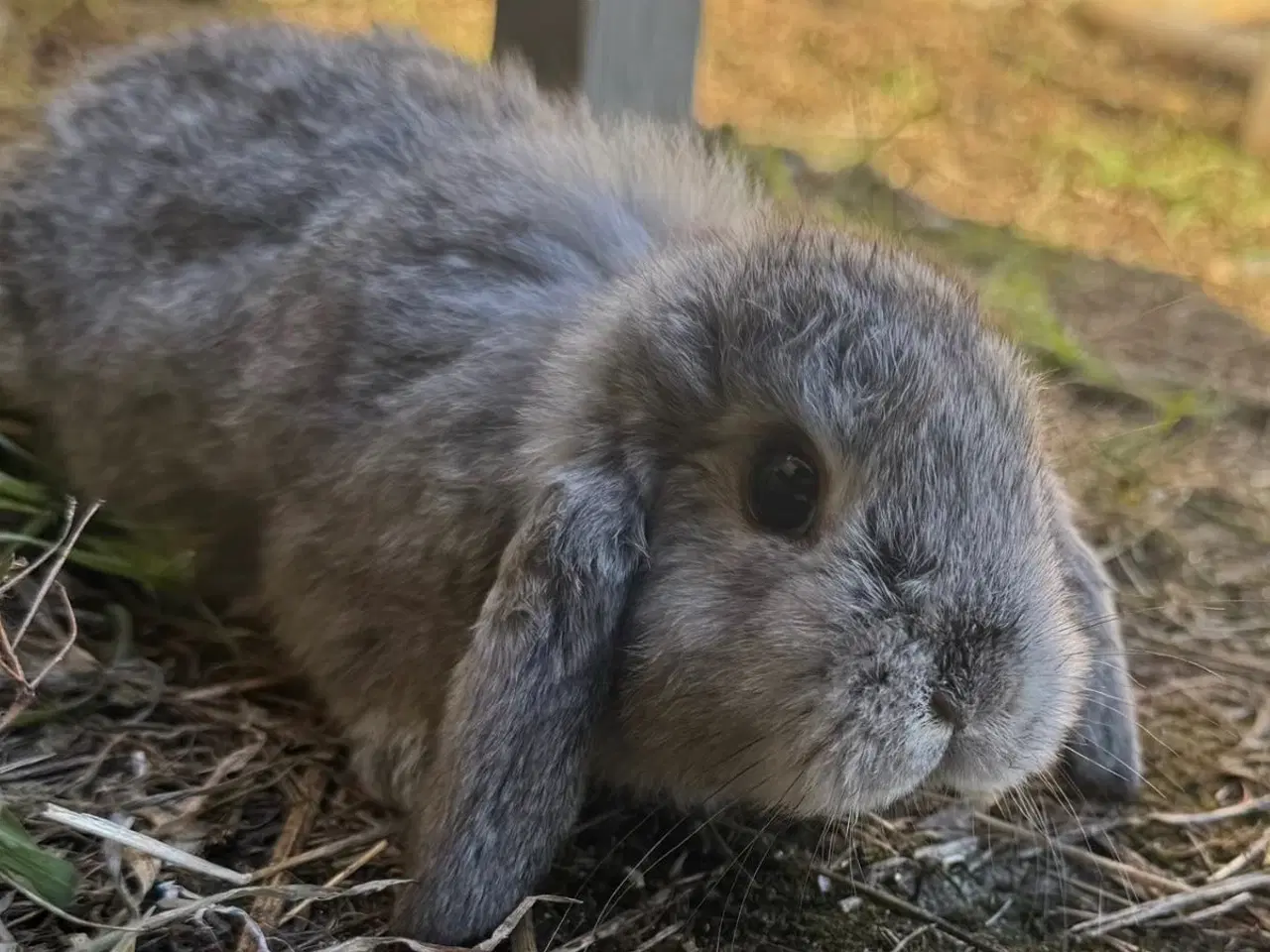 Billede 13 - Han Dværgvædder unge sælges