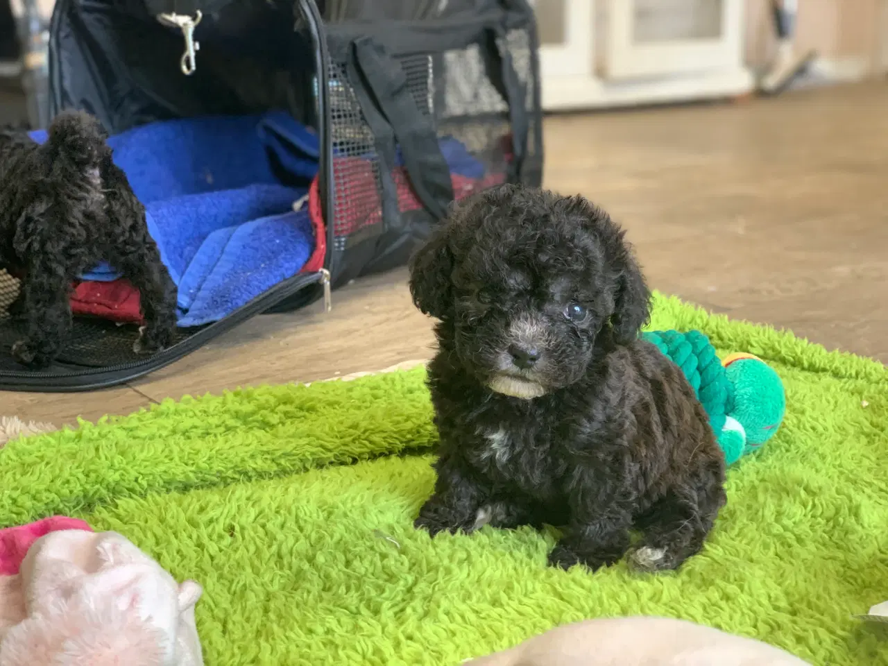 Billede 2 - Mini Maltipoo babyer 