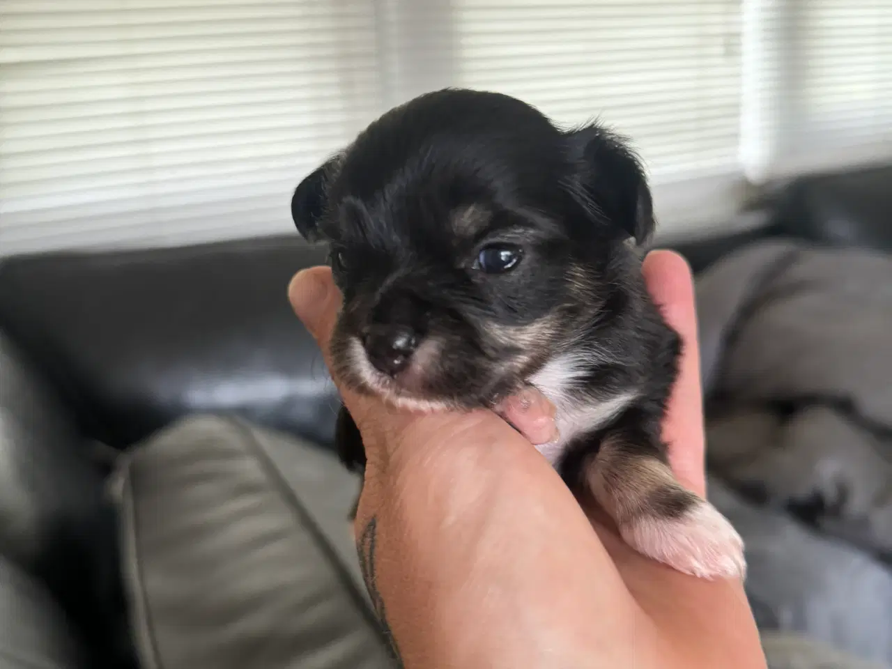 Billede 2 - Mini Chihuahua