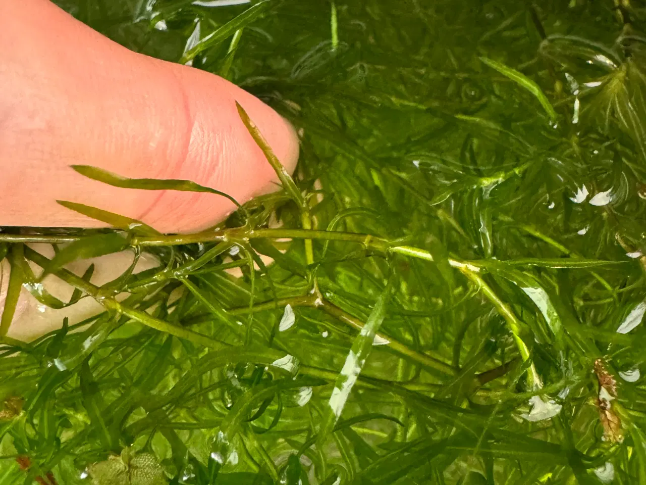 Billede 2 - Guppy græs sælges