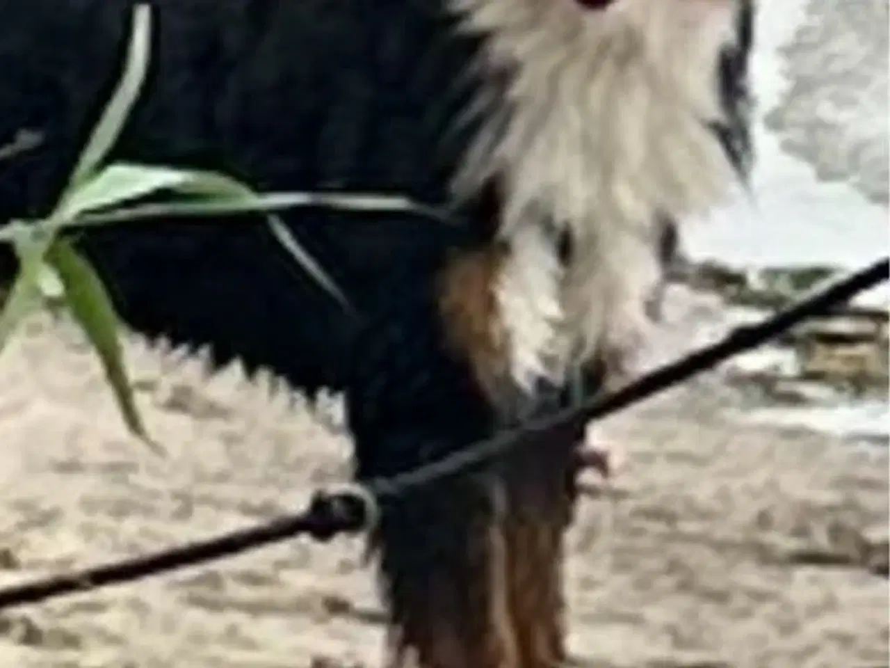 Billede 3 - Super sød familiehund søger nyt hjem