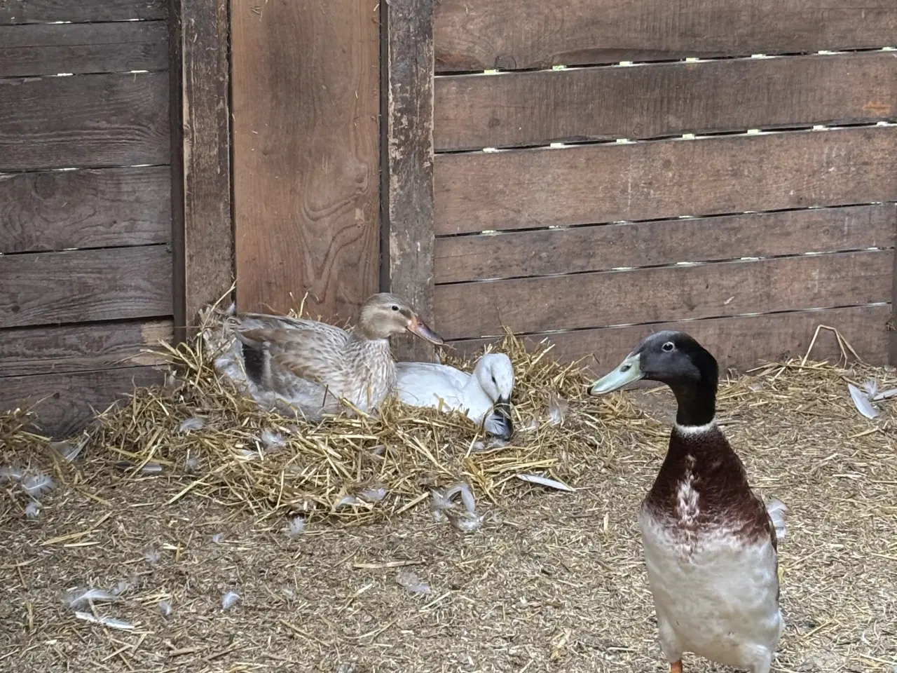 Billede 1 - Rugeæg løbeand