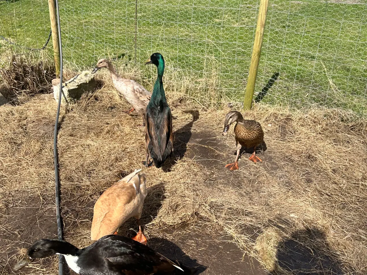 Billede 4 - Rugeæg fra løbeænder