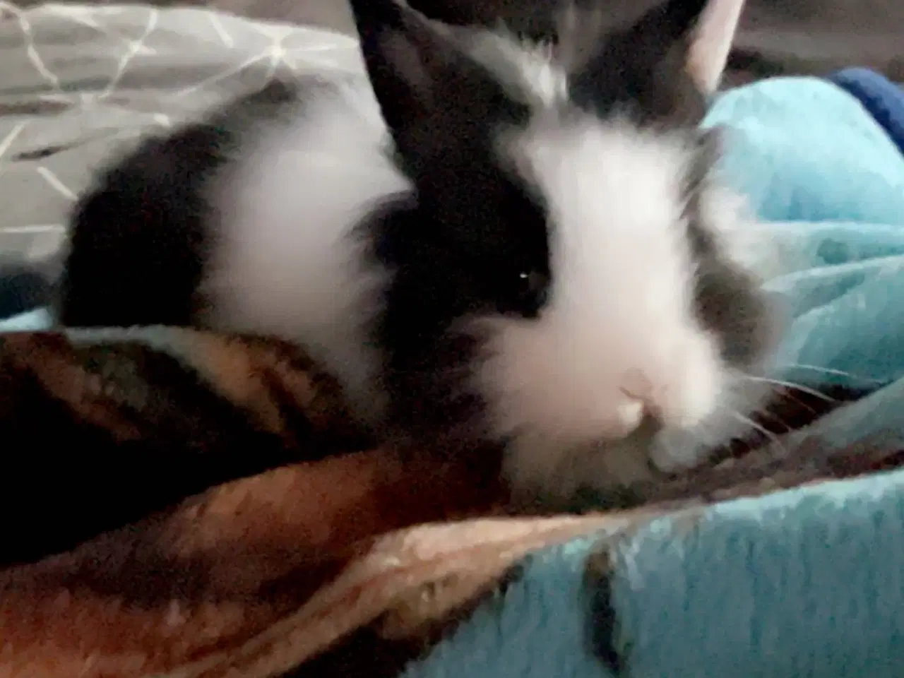 Billede 1 - Kaniner søger nyt hjem