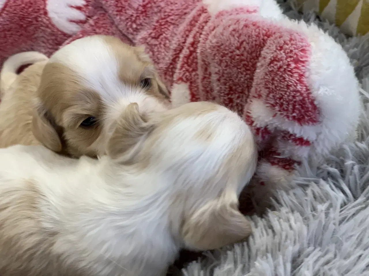 Billede 7 - Små fine cavapoo/ Maltipoo babyer