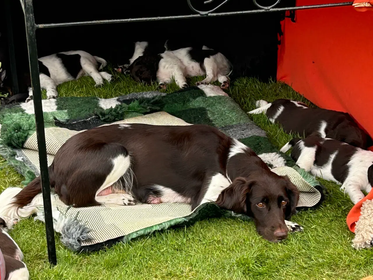 Billede 4 - Kleiner Münsteländer hvalpe