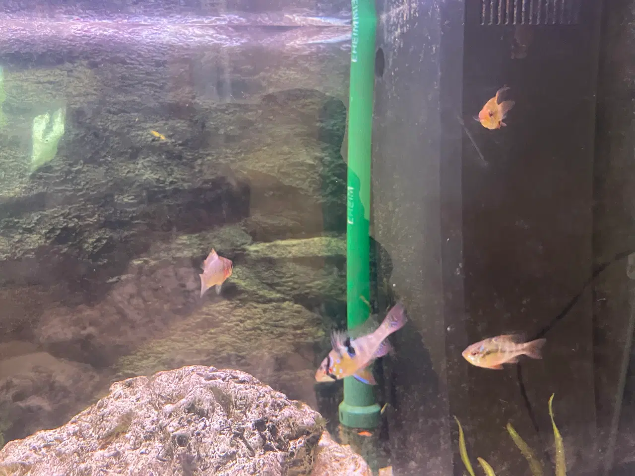 Billede 6 - 5 Sommerfuglecichlider