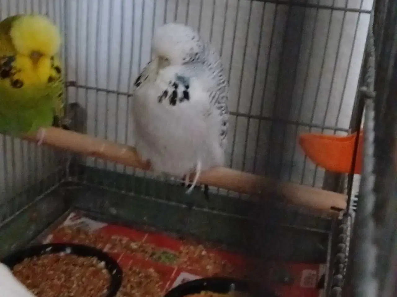 Billede 9 - 1 par Engelske undulater 