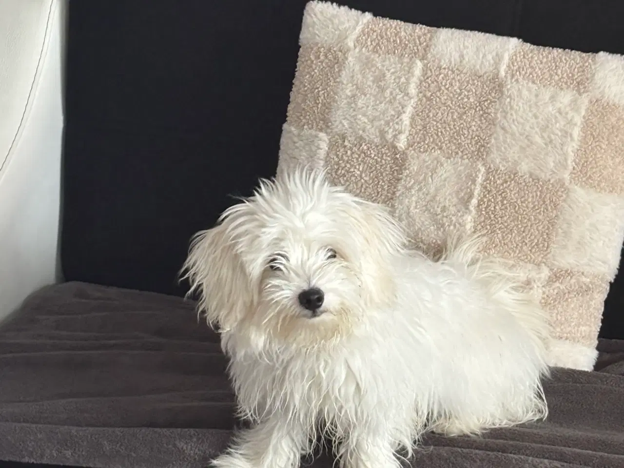 Billede 1 - 100% ren malteser