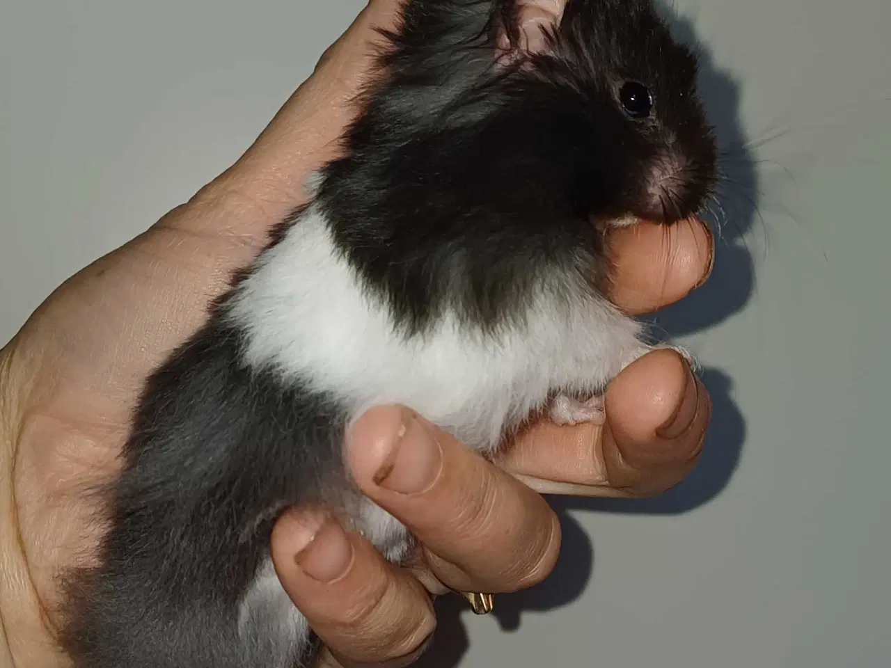 Billede 15 - Guldhamster unger 