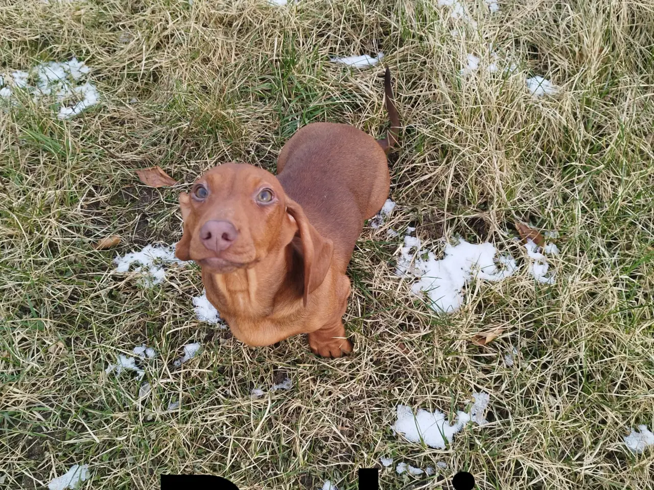 Billede 2 - Danmarks sødeste gravhund flot rød