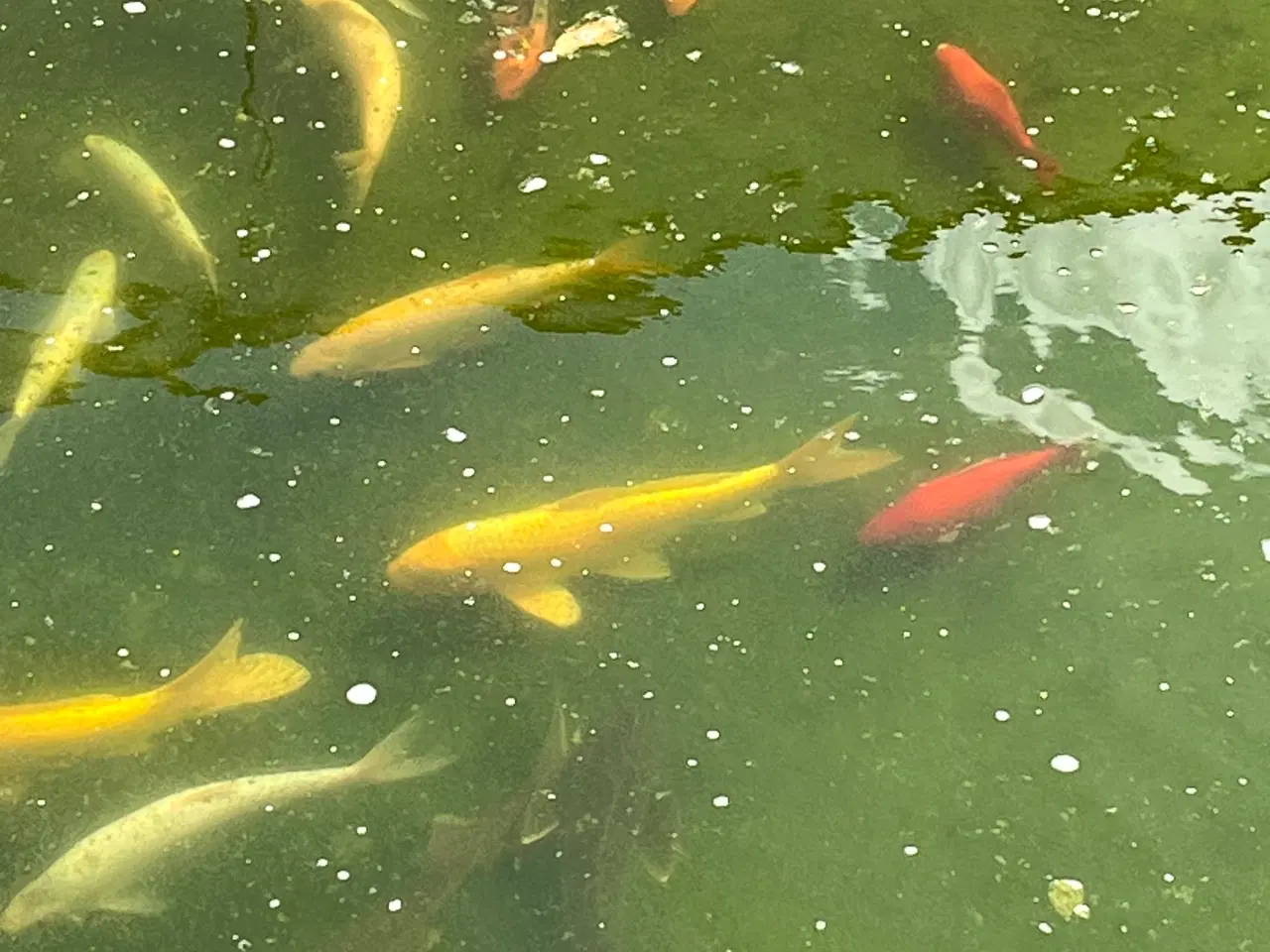Billede 3 - Fisk til havnebassin. Stør, koikarber,Sølvkarber.
