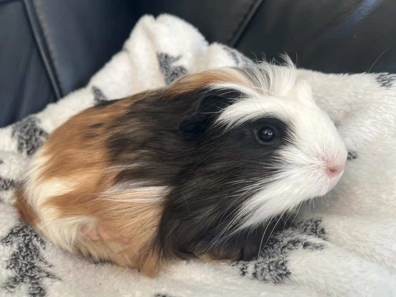 Billede 5 - Marsvin, han