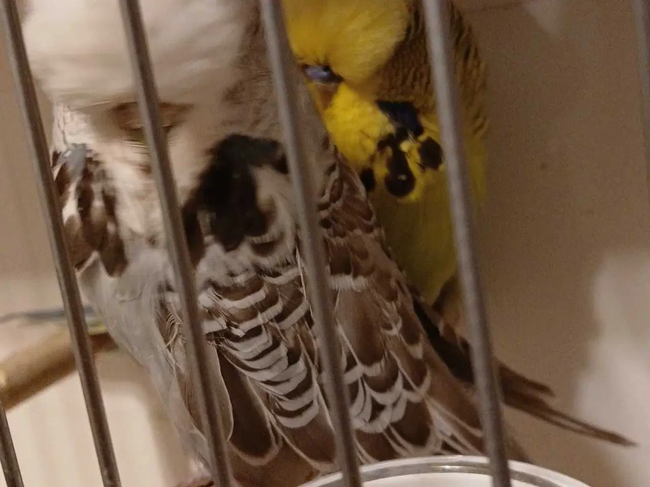 Billede 7 - 1 par Engelske undulater 