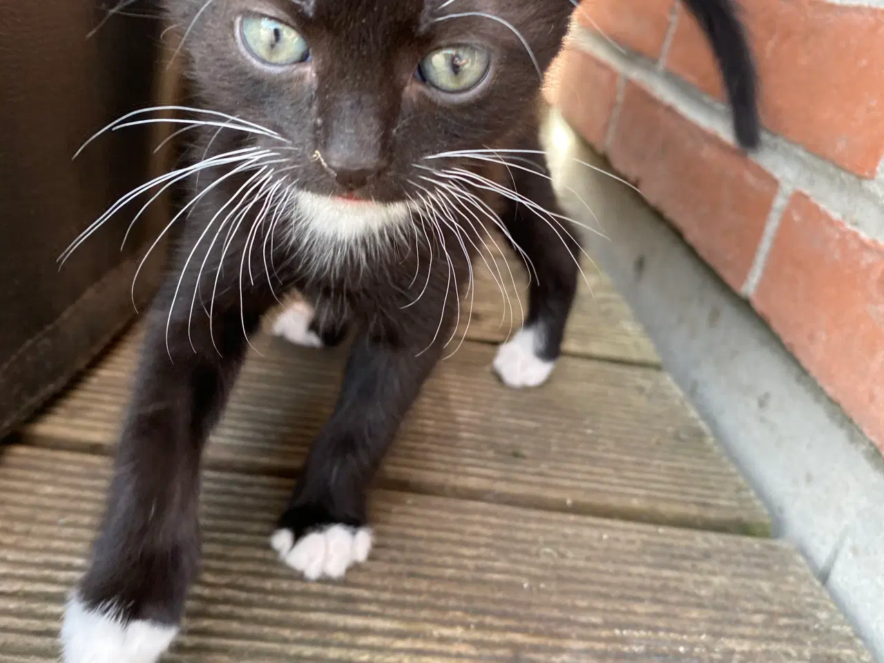 Billede 11 - katte killinger