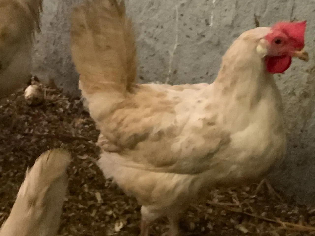 Billede 8 - Rugeæg blandet racer. 🐔❤️af høns