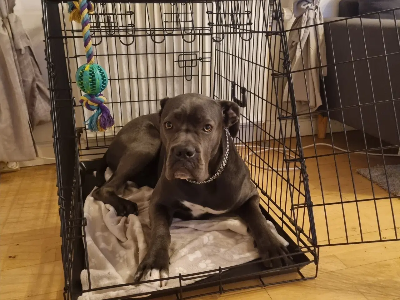 Billede 2 - Pluto premium Large bur