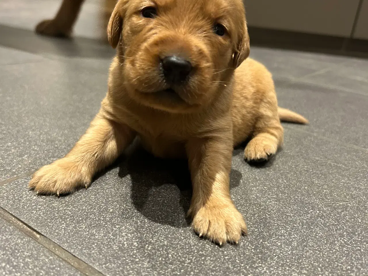 Billede 7 - Fox red Labrador hvalpe