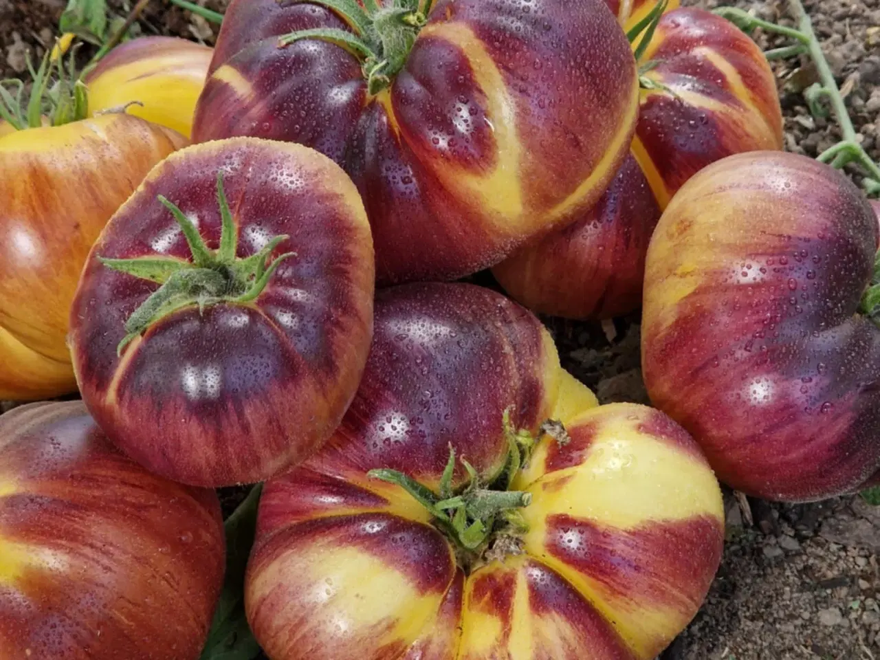 Billede 10 - 300 tomatsorter - FRØ