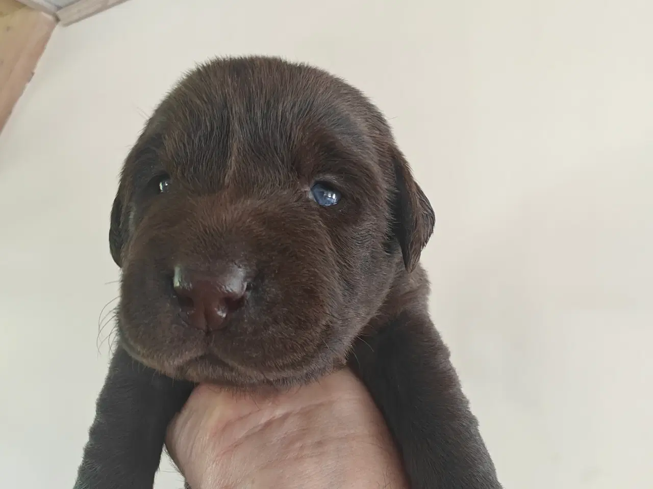 Billede 7 - Brun labrador hvalpe sælges 