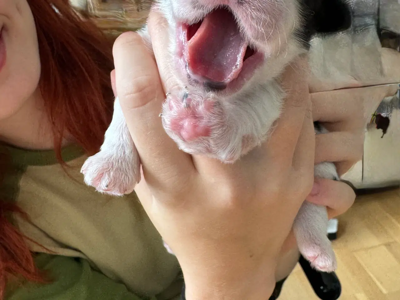 Billede 8 - Ægte Shih Tzu 30. september 2025