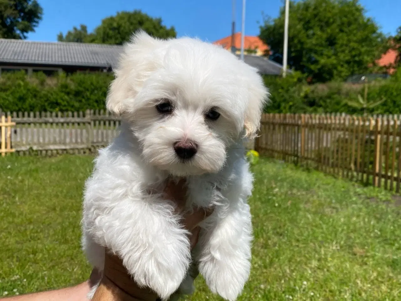 Billede 3 - Malteser hvalpe 🐶