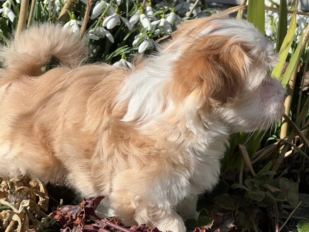 Billede 2 - Skøn Bichon Havanais Dreng