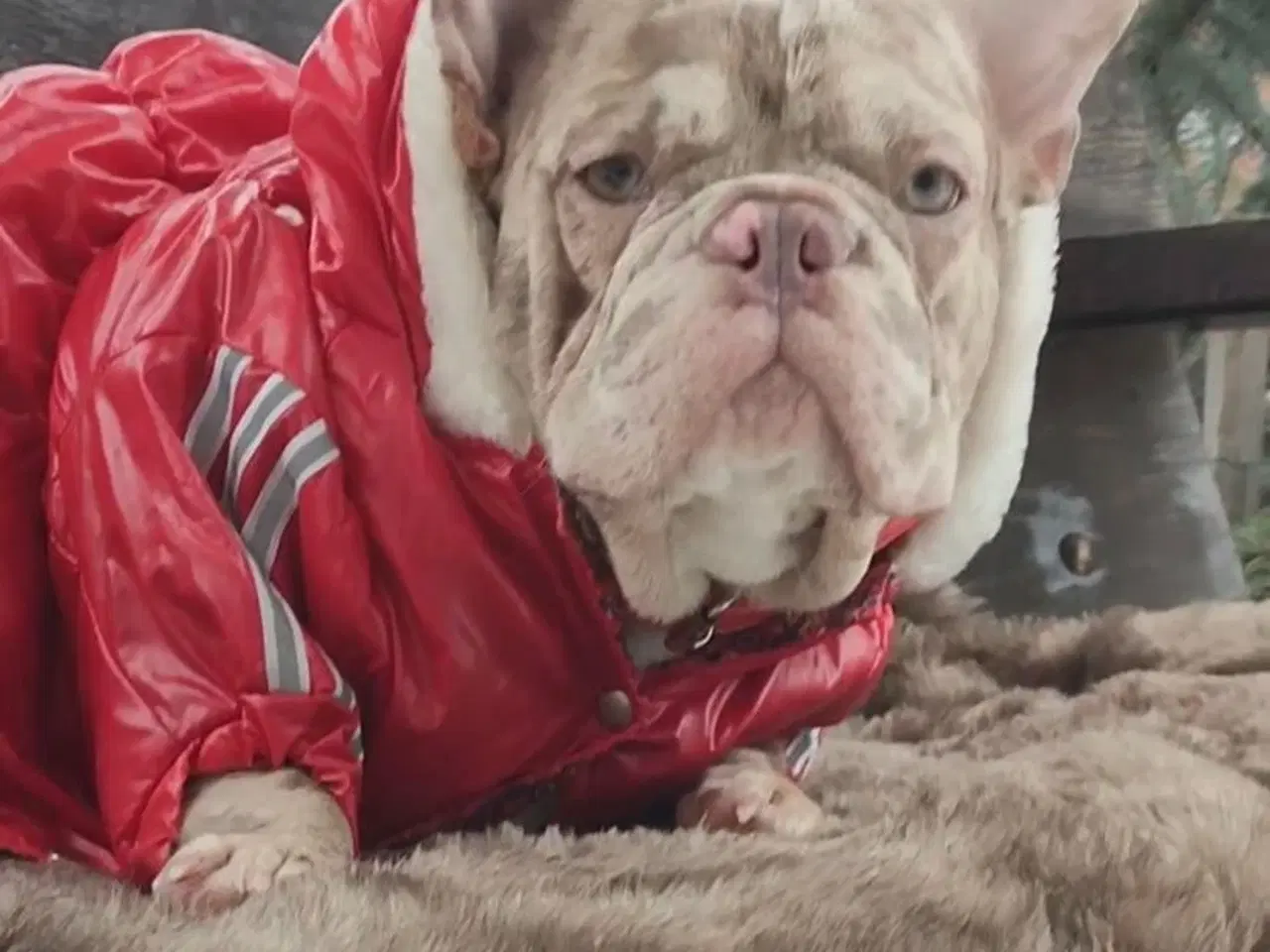 Billede 2 - Fransk bulldog